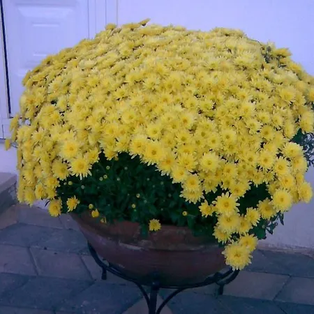 Kondilenias House * Kallithea (Chalkidiki)